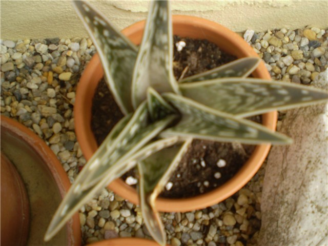 kaktus
